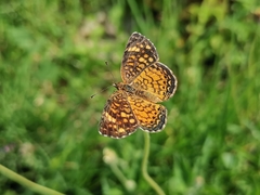 Phyciodes graphica graphica