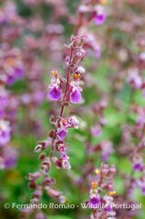 Teucrium salviastrum