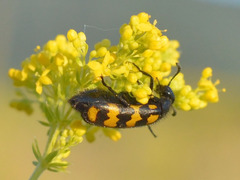 Hycleus polymorphus
