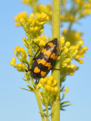 Hycleus polymorphus