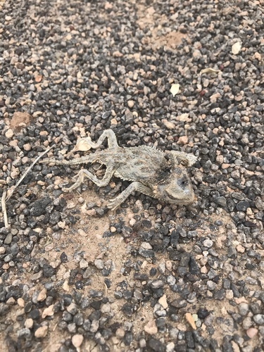 iNaturalist observation 2018-07-10