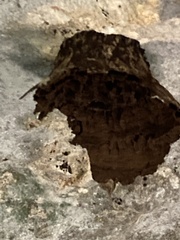 Nannotrigona perilampoides