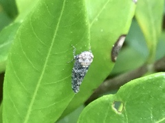 Paraphlepsius collitus