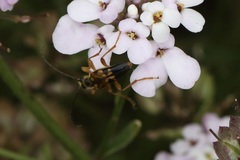 Xestoleptura