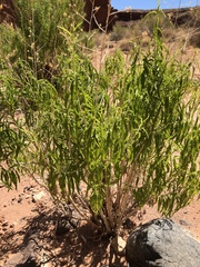Brickellia longifolia
