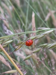 Coccinella septempunctata