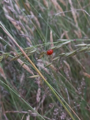 Coccinella septempunctata