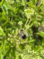 Bombus sandersoni