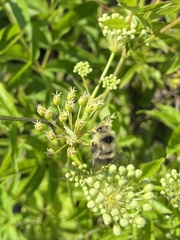 Bombus sandersoni