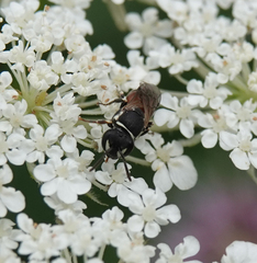 Hylaeus variegatus