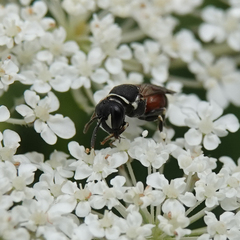 Hylaeus variegatus