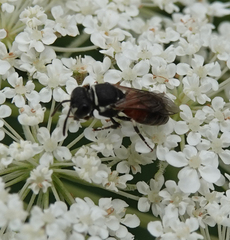 Hylaeus variegatus