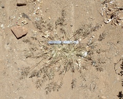 Eragrostis virescens