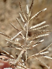 Eragrostis virescens