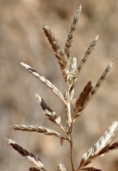 Eragrostis virescens