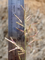 Eragrostis virescens