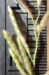 Eragrostis virescens