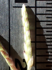 Eragrostis virescens