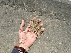 Eragrostis virescens