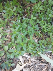 Portulaca oleracea