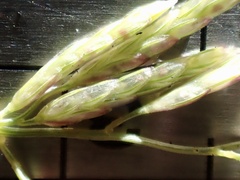 Eragrostis virescens