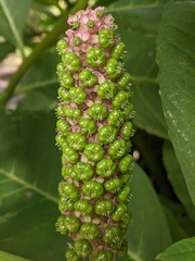 Phytolacca polyandra