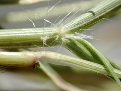 Eragrostis virescens
