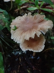 Collybiopsis neotropica