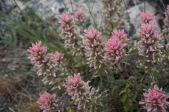 Castilleja angustifolia