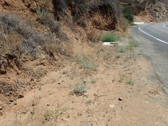 Eragrostis virescens