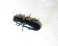 Temnoscheila virescens