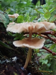 Collybiopsis neotropica