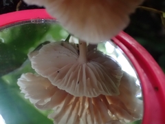 Collybiopsis neotropica