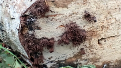 Stemonitis flavogenita