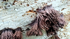 Stemonitis flavogenita