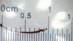 Stemonitis flavogenita