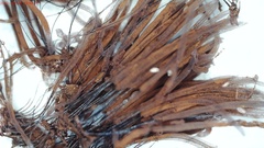 Stemonitis flavogenita