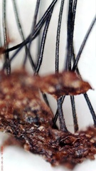 Stemonitis flavogenita