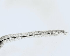 Stemonitis flavogenita