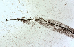 Stemonitis flavogenita