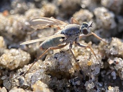 Hypocharassus pruinosus