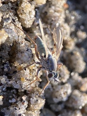 Hypocharassus pruinosus