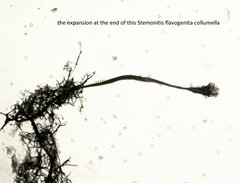 Stemonitis flavogenita