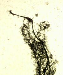 Stemonitis flavogenita