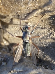 Hypocharassus pruinosus