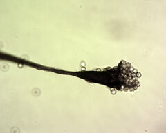 Stemonitis flavogenita