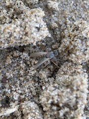 Hypocharassus pruinosus