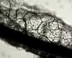 Stemonitis flavogenita