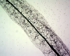 Stemonitis flavogenita