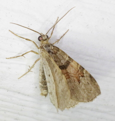 Xanthorhoe labradorensis